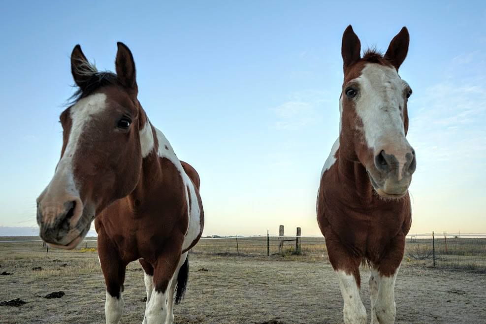 horse